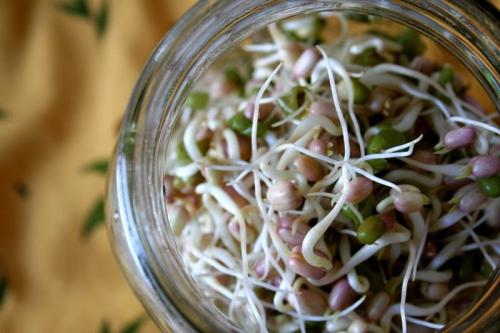 Какая польза для здоровья может принести употребление турши из фасоли с капустой. Створки фасоли в народной медицине