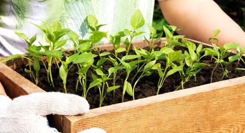 Секреты Эффективного Выращивания и Продажи: Как Достичь Успеха на Рынке 04