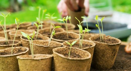 Секреты Эффективного Выращивания и Продажи: Как Достичь Успеха на Рынке 03