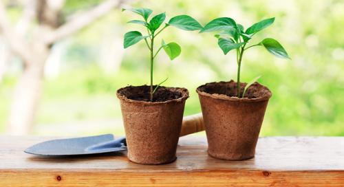 Секреты Эффективного Выращивания и Продажи: Как Достичь Успеха на Рынке 01