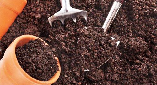 Секреты Эффективного Выращивания и Продажи: Как Достичь Успеха на Рынке 02