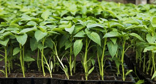 Секреты Эффективного Выращивания и Продажи: Как Достичь Успеха на Рынке 05