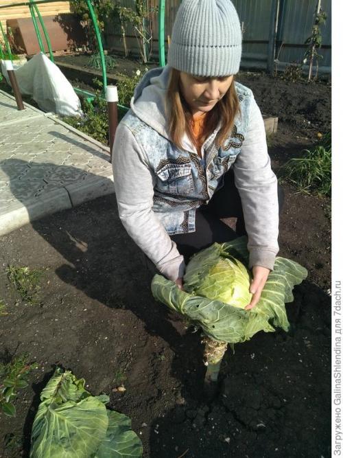 Как использовать подмерзшую капусту для удобрения почвы. Мой секрет улучшения почвы после сбора капусты