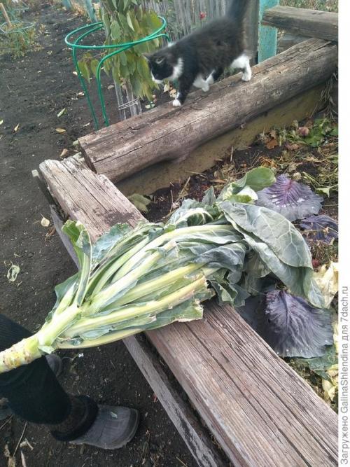 Как использовать подмерзшую капусту для удобрения почвы. Мой секрет улучшения почвы после сбора капусты