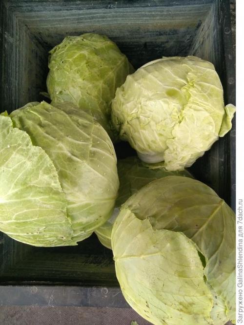 Как использовать подмерзшую капусту для удобрения почвы. Мой секрет улучшения почвы после сбора капусты