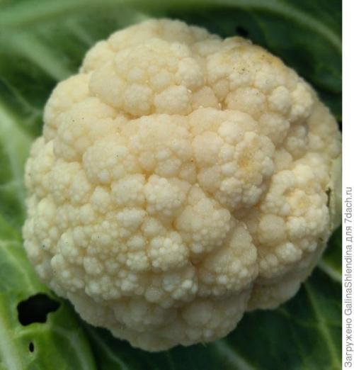 Как использовать подмерзшую капусту для удобрения почвы. Мой секрет улучшения почвы после сбора капусты