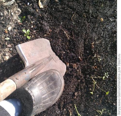 Как использовать подмерзшую капусту для удобрения почвы. Мой секрет улучшения почвы после сбора капусты