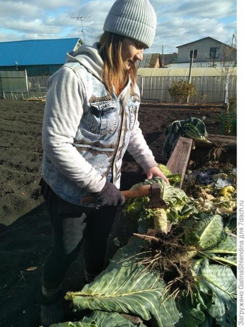 Как использовать подмерзшую капусту для удобрения почвы. Мой секрет улучшения почвы после сбора капусты