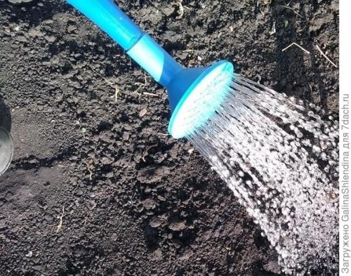 Как использовать подмерзшую капусту для удобрения почвы. Мой секрет улучшения почвы после сбора капусты