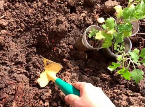 Какие общие ошибки допускают начинающие при размножении хризантемы мультифлора. Посадка в открытый грунт