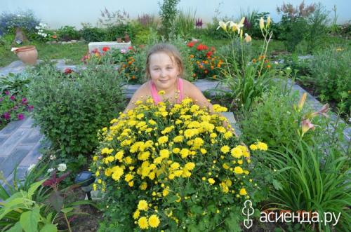 Как определить, что черенок хризантемы мультифлора успешно укоренился. Хризантемы мультифлора. как сохранила, черенкование.