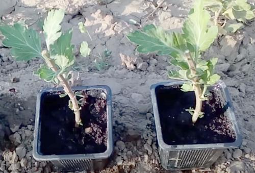 Как выбрать подходящее время для размножения хризантемы мультифлора. Размножение хризантемы мультифлоры