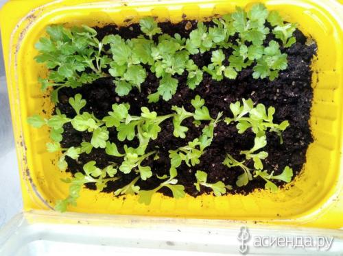 Как определить, что черенок хризантемы мультифлора успешно укоренился. Хризантемы мультифлора. как сохранила, черенкование.