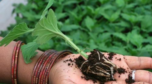 Какие ошибки чаще всего допускают начинающие при черенковании хризантемы. Как осуществляется черенкование хризантем?