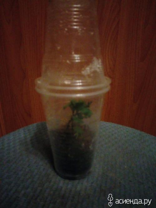 Как определить, что черенок хризантемы мультифлора успешно укоренился. Хризантемы мультифлора. как сохранила, черенкование.