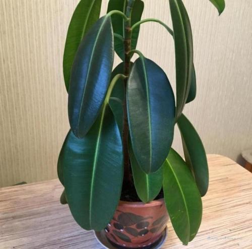 Почему сохнут листья у фикуса каучуконосного. Проблемы выращивания фикуса каучуконосного