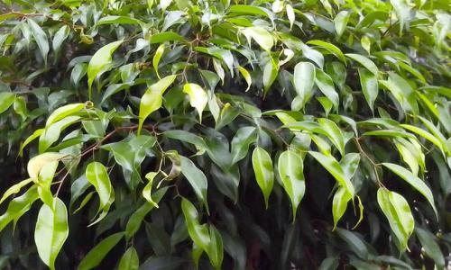 Церкоспороз фикуса. Болезни фикуса Бенджамина