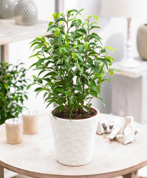 Почему сохнут листья у фикуса 02 Почему сохнут листья у фикуса 02