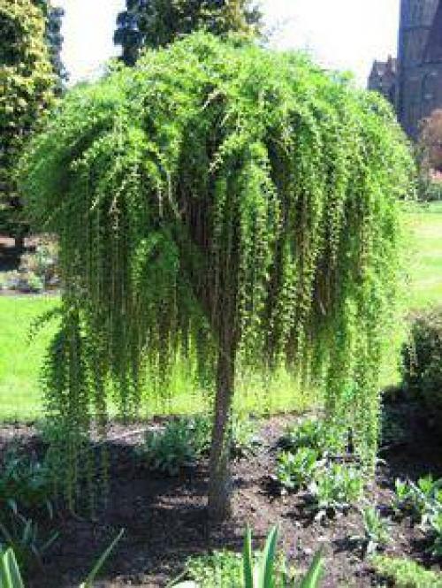 Как правильно обрезать плакучую березу на штамбе. Формирование 06 Как правильно обрезать плакучую березу на штамбе. Формирование 06