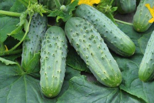 Лучшие сорта огурцов для всех регионов России. Лучшие сорта огурцов: фото, названия и описания (каталог)