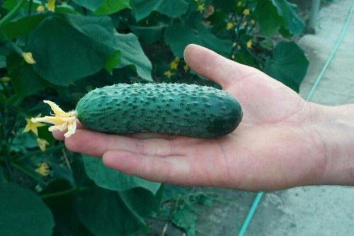 Лучшие сорта огурцов для всех регионов России. Лучшие сорта огурцов: фото, названия и описания (каталог)