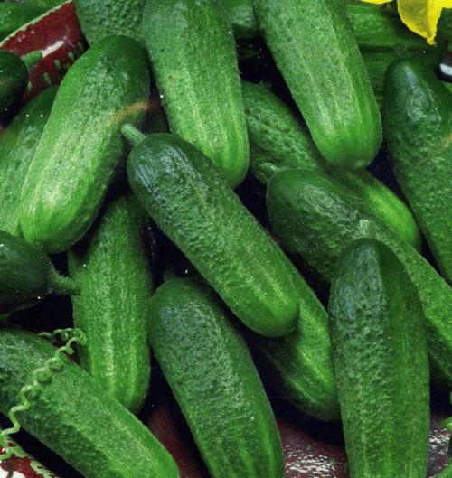 Лучшие сорта огурцов для открытого грунта самоопыляемые. Самоопыляемые сорта огурцов 2023 — описание с фото