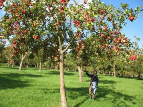 Как правильно обрезать плакучую березу на штамбе. Формирование 05 Как правильно обрезать плакучую березу на штамбе. Формирование 05