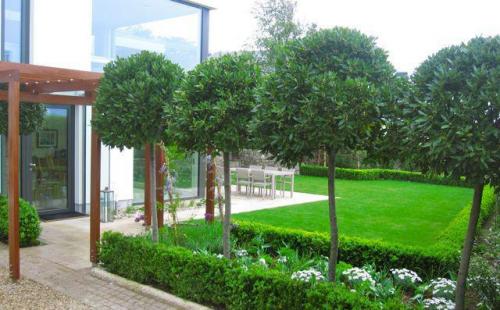 Как правильно обрезать плакучую березу на штамбе. Формирование 04 Как правильно обрезать плакучую березу на штамбе. Формирование 04