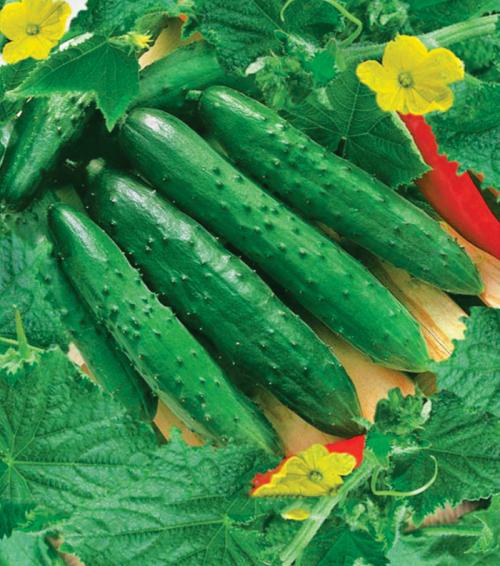 Лучшие сорта огурцов для открытого грунта самоопыляемые. Самоопыляемые сорта огурцов 2023 — описание с фото