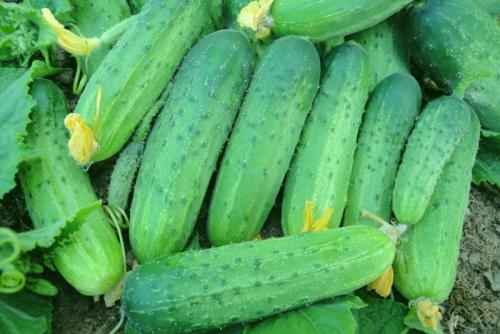 Лучшие сорта огурцов для открытого грунта самоопыляемые. Самоопыляемые сорта огурцов 2023 — описание с фото