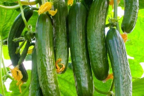 Лучшие сорта огурцов для всех регионов России. Лучшие сорта огурцов: фото, названия и описания (каталог)