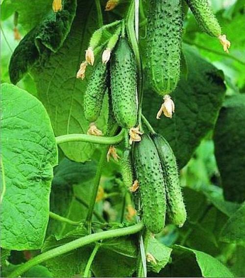 5 лучших сортов огурцов