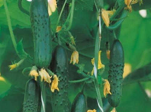 5 лучших сортов огурцов