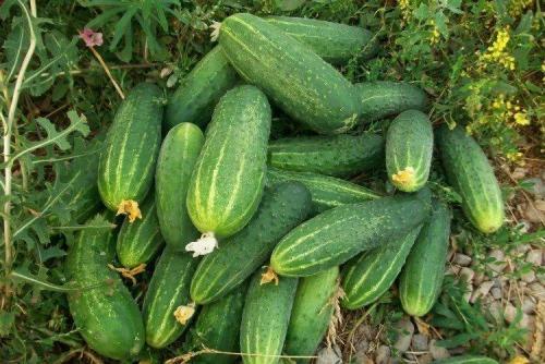 Лучшие сорта огурцов для всех регионов России. Лучшие сорта огурцов: фото, названия и описания (каталог)