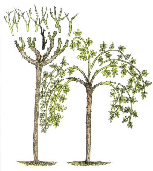 Как правильно обрезать плакучую березу на штамбе. Формирование 07 Как правильно обрезать плакучую березу на штамбе. Формирование 07