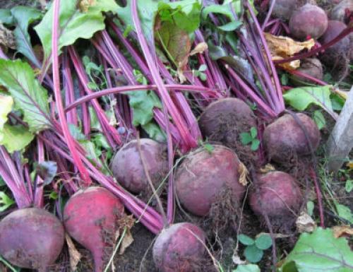 Сколько градусов мороза выдерживает свекла. Боится ли свекла заморозков: нужно ли срочно убирать урожай