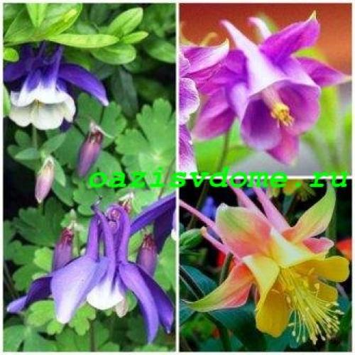 Какие растения сажают осенью на даче. Добавление статьи в новую подборку 01 Какие растения сажают осенью на даче. Добавление статьи в новую подборку 01