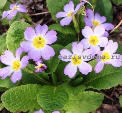 Какие растения сажают осенью на даче. Добавление статьи в новую подборку 03 Какие растения сажают осенью на даче. Добавление статьи в новую подборку 03