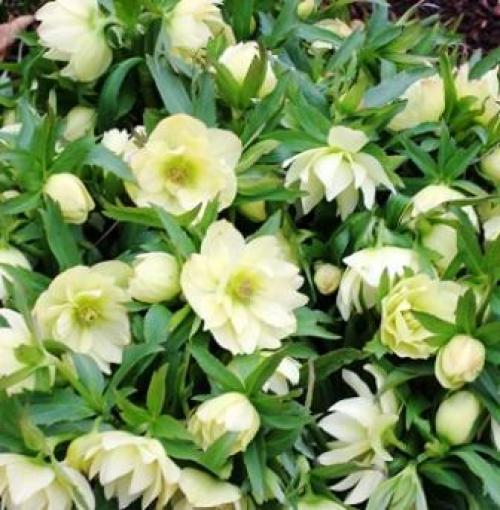 Какие растения сажают осенью на даче. Добавление статьи в новую подборку 06 Какие растения сажают осенью на даче. Добавление статьи в новую подборку 06