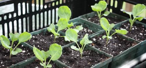Какие методы предупреждения заморозков используются для грядок с капустой. Способы защиты от заморозков