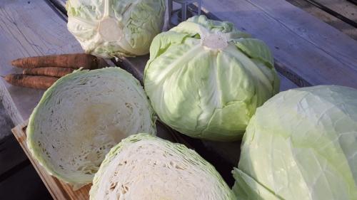 Как спасти капусту после заморозков: лучшие способы и советы 07 Как спасти капусту после заморозков: лучшие способы и советы 07