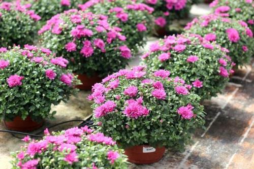 Что делает хризантему мультифлору такой особенной среди других сортов. Хризантема мультифлора - настоящая королева осени