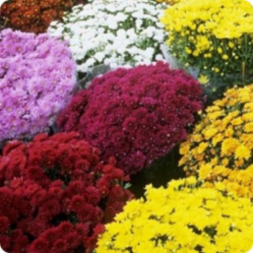 Может ли хризантема мультифлора расти в тени, или ей требуется солнце. МНОГОЛЕТНИЕ КУСТОВЫЕ ХРИЗАНТЕМЫ