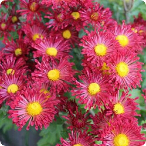 Может ли хризантема мультифлора расти в тени, или ей требуется солнце. МНОГОЛЕТНИЕ КУСТОВЫЕ ХРИЗАНТЕМЫ