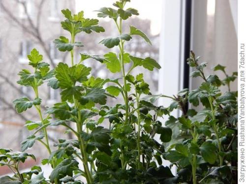 Какие ошибки в уходе могут повлиять на здоровье хризантемы мультифлора. Хризантема мультифлора. Эксперимент с зимовкой