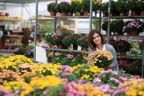 Что делает хризантему мультифлору такой особенной среди других сортов. Хризантема мультифлора - настоящая королева осени