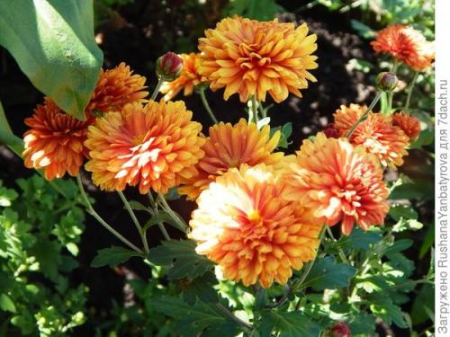 Какие ошибки в уходе могут повлиять на здоровье хризантемы мультифлора. Хризантема мультифлора. Эксперимент с зимовкой