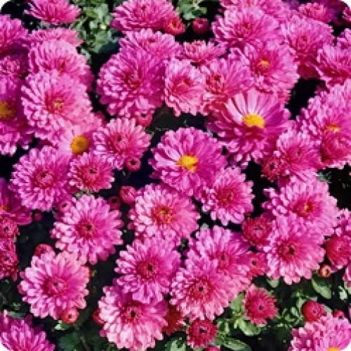 Может ли хризантема мультифлора расти в тени, или ей требуется солнце. МНОГОЛЕТНИЕ КУСТОВЫЕ ХРИЗАНТЕМЫ