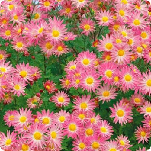 Может ли хризантема мультифлора расти в тени, или ей требуется солнце. МНОГОЛЕТНИЕ КУСТОВЫЕ ХРИЗАНТЕМЫ