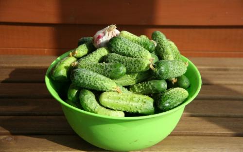 Как выбрать лучшие огурцы для открытого грунта в 2024 году. Сорта огурцов 2024 года